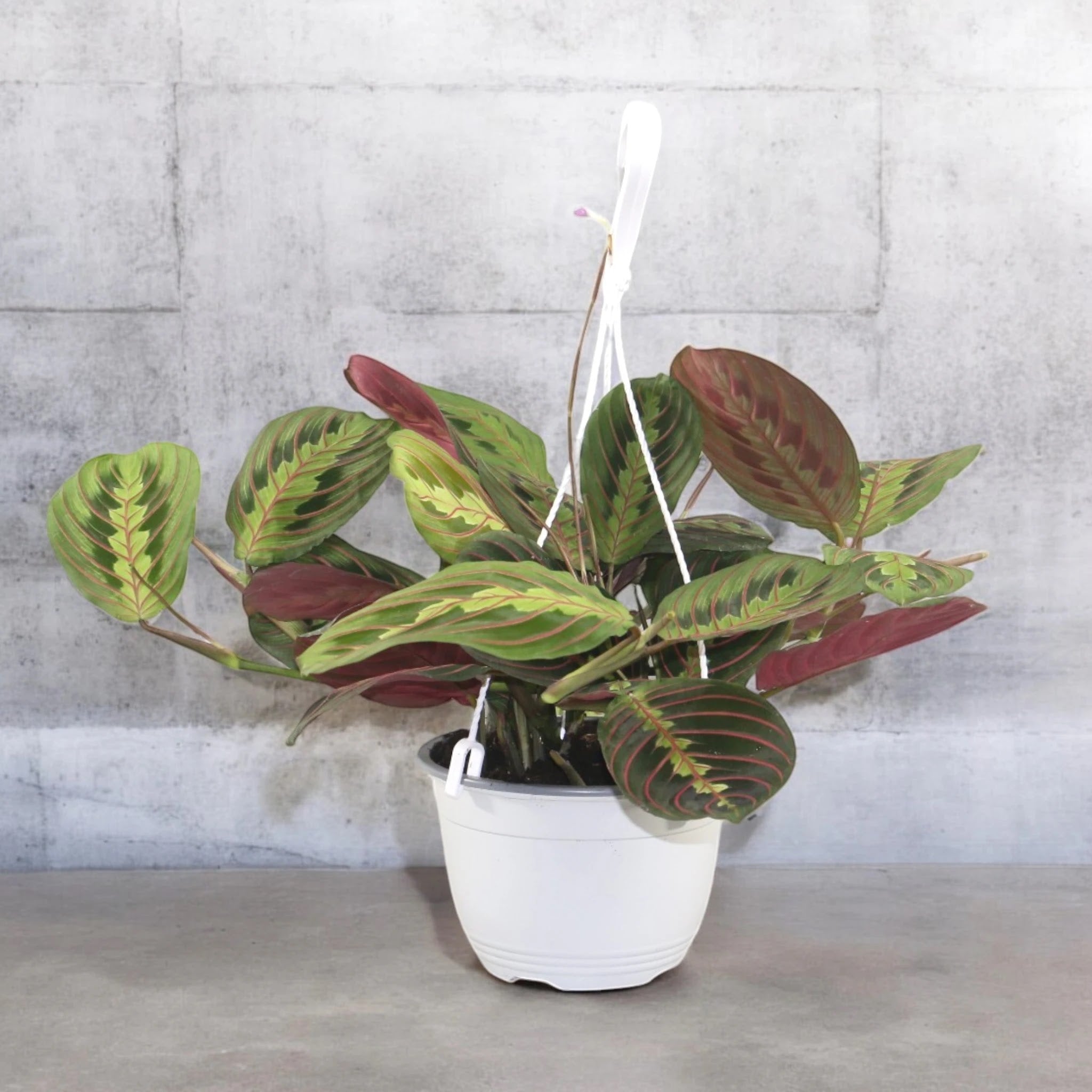 Maranta leuconeura 'Fascinator'