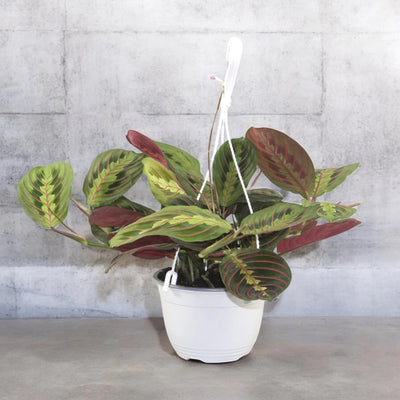 Maranta leuconeura 'Fascinator'