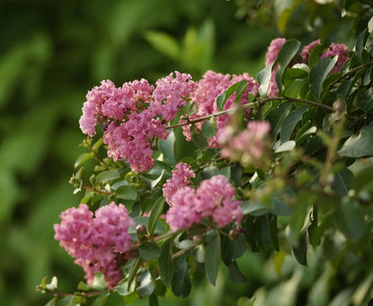 Lagerstroemia indica 'Rosea'