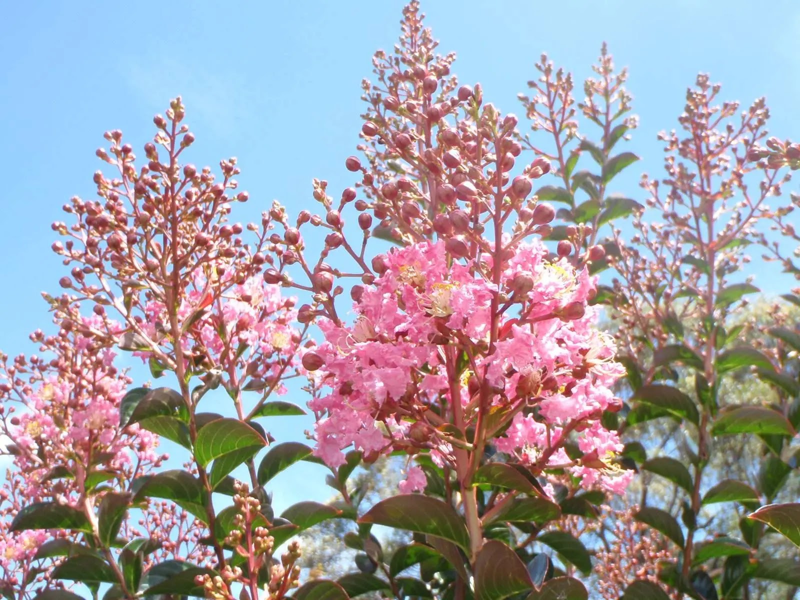 Lagerstroemia Sioux in giardino con fioritura rosa intenso e portamento eretto naturale