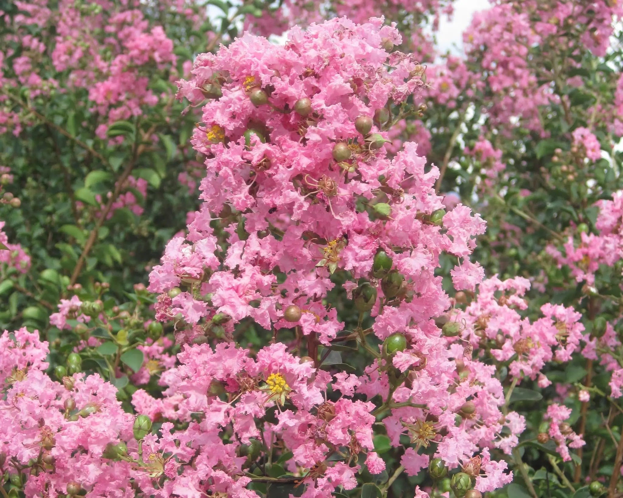 Lagerstroemia indica 'Rosea'
