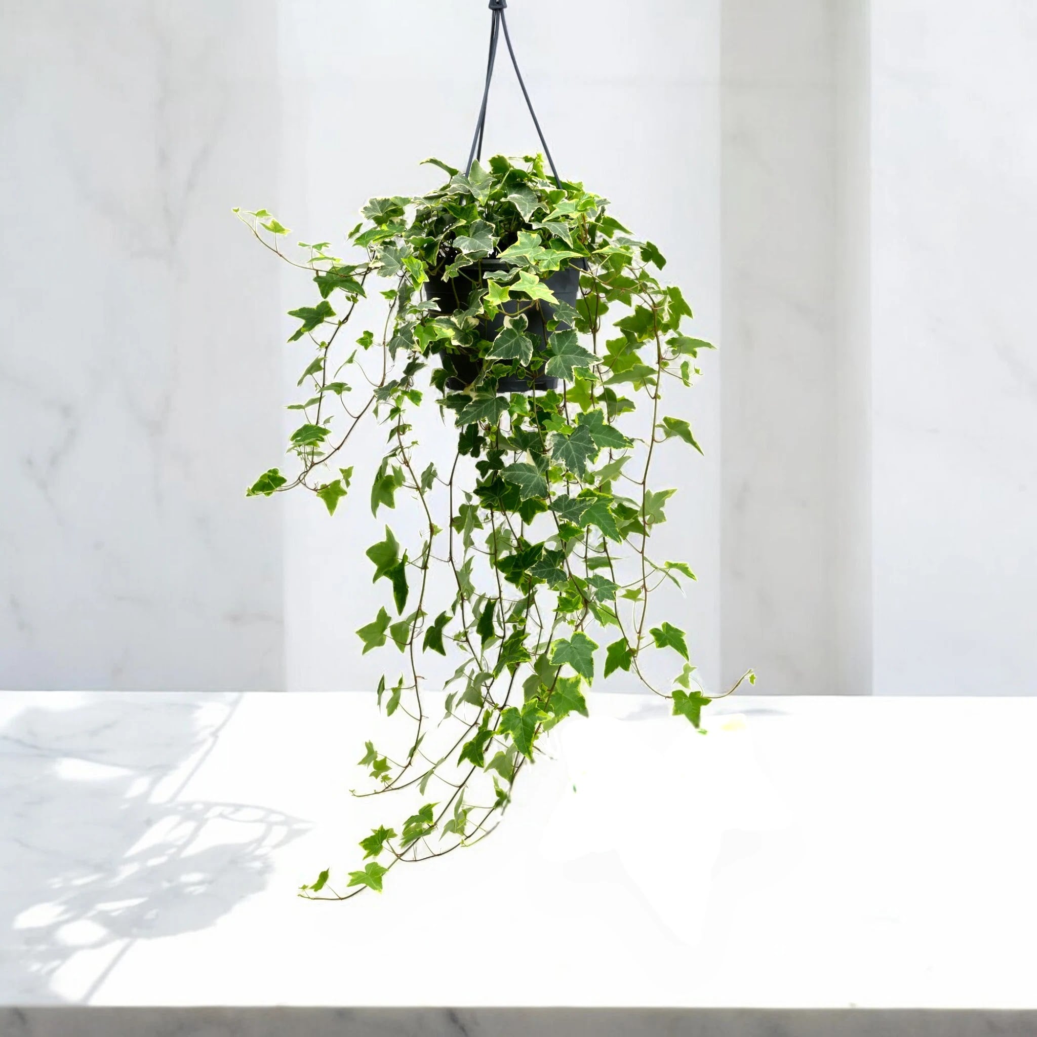 Edera - Hedera helix 'Goldchild'