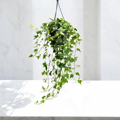 Edera - Hedera helix 'Goldchild'