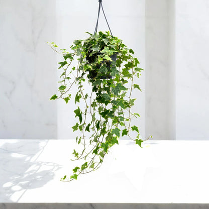 Edera - Hedera helix 'Goldchild'