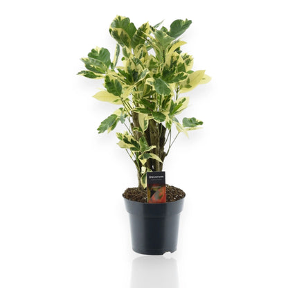 Codiaeum variegatum 'Eburneum'