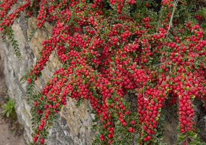 Cotoneaster horizontalis