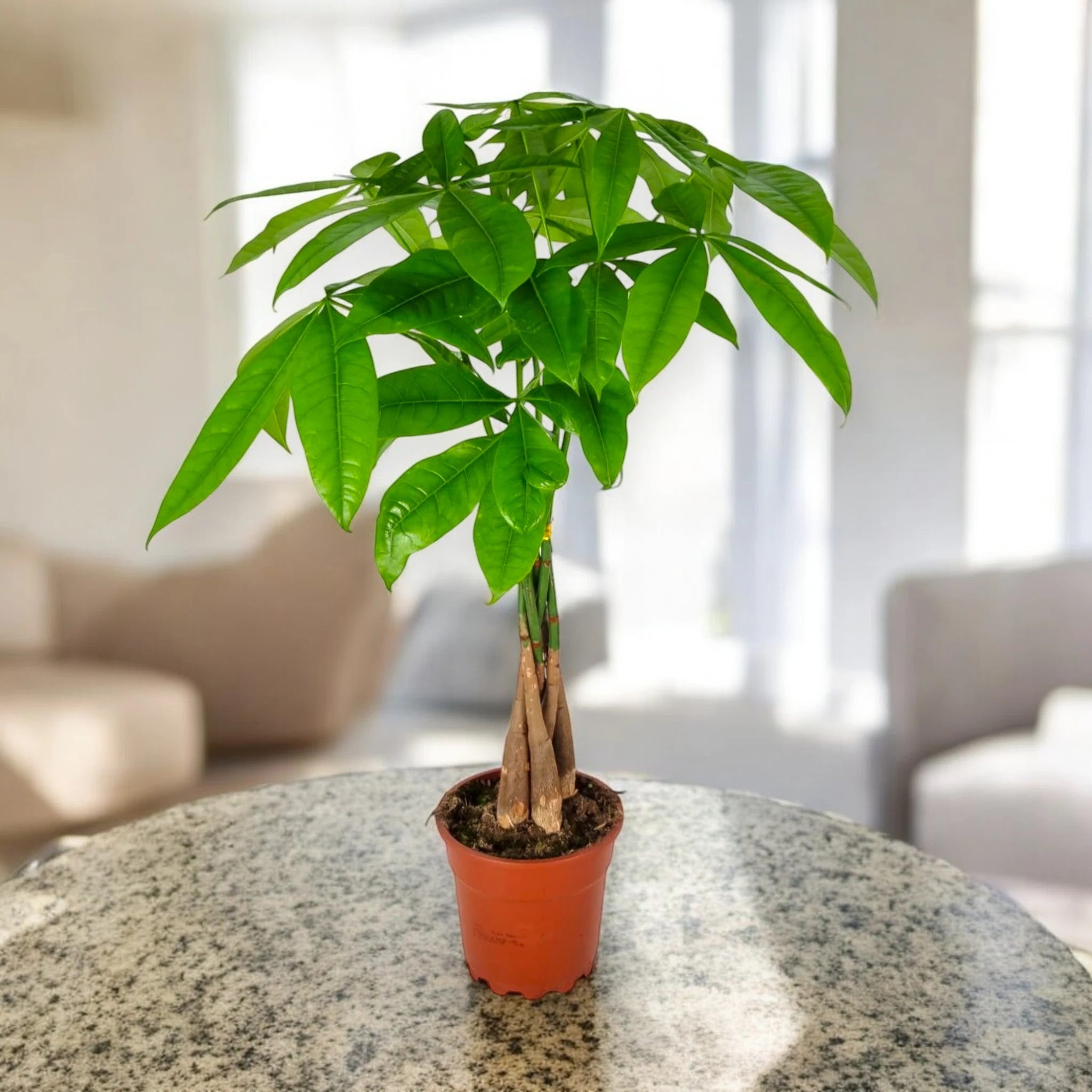 Pachira aquatica