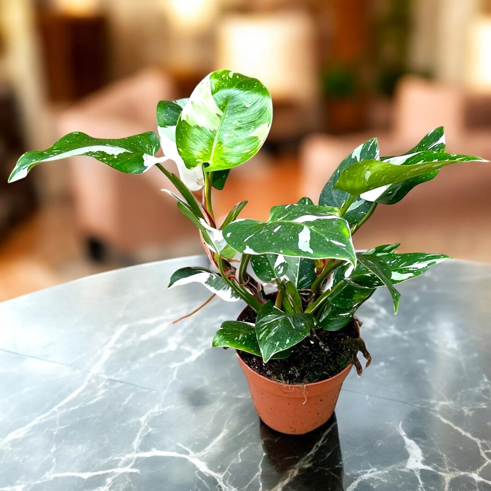 Philodendron white Princess