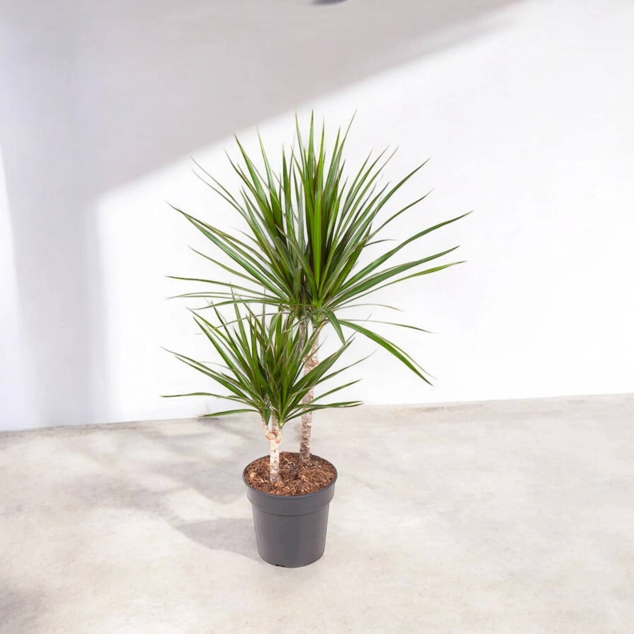 Dracaena fragrans marginata