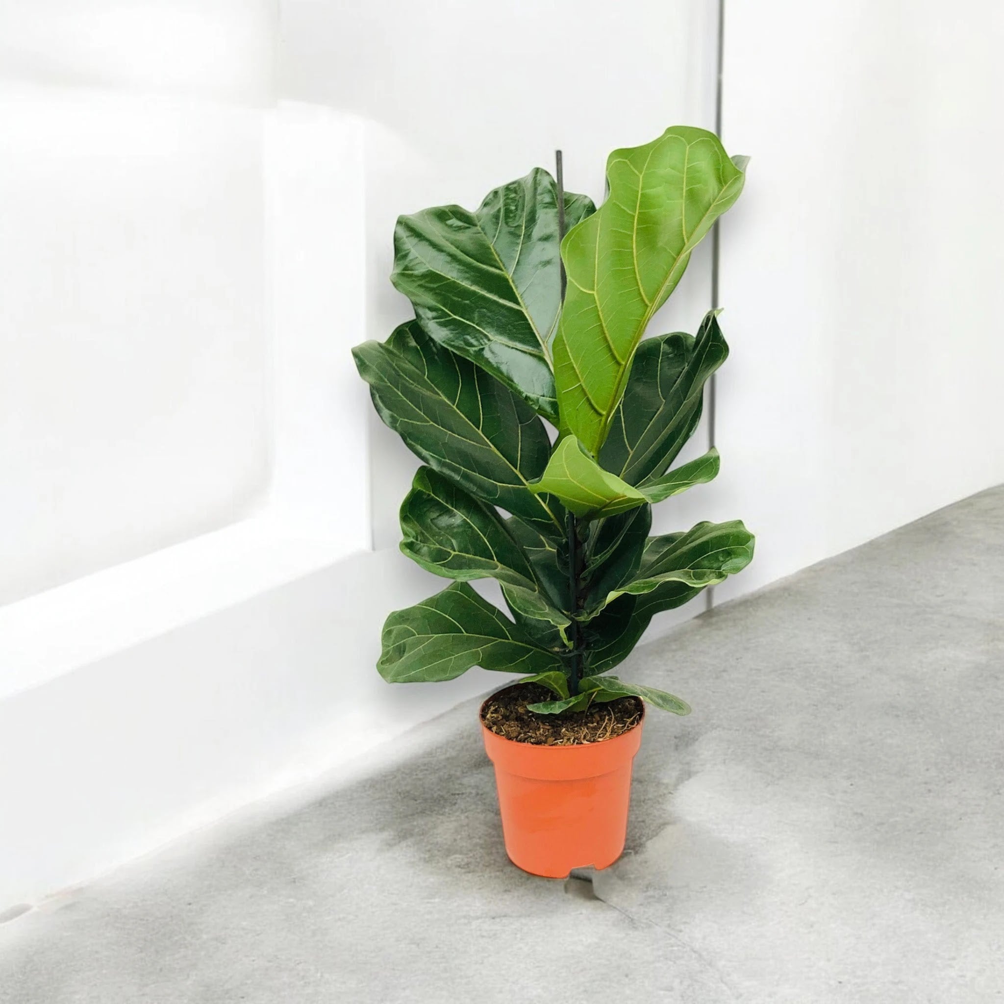 Ficus lyrata