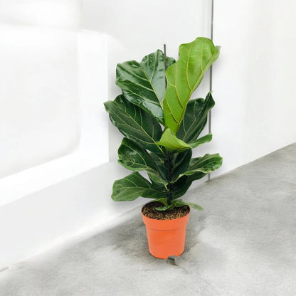 Ficus lyrata