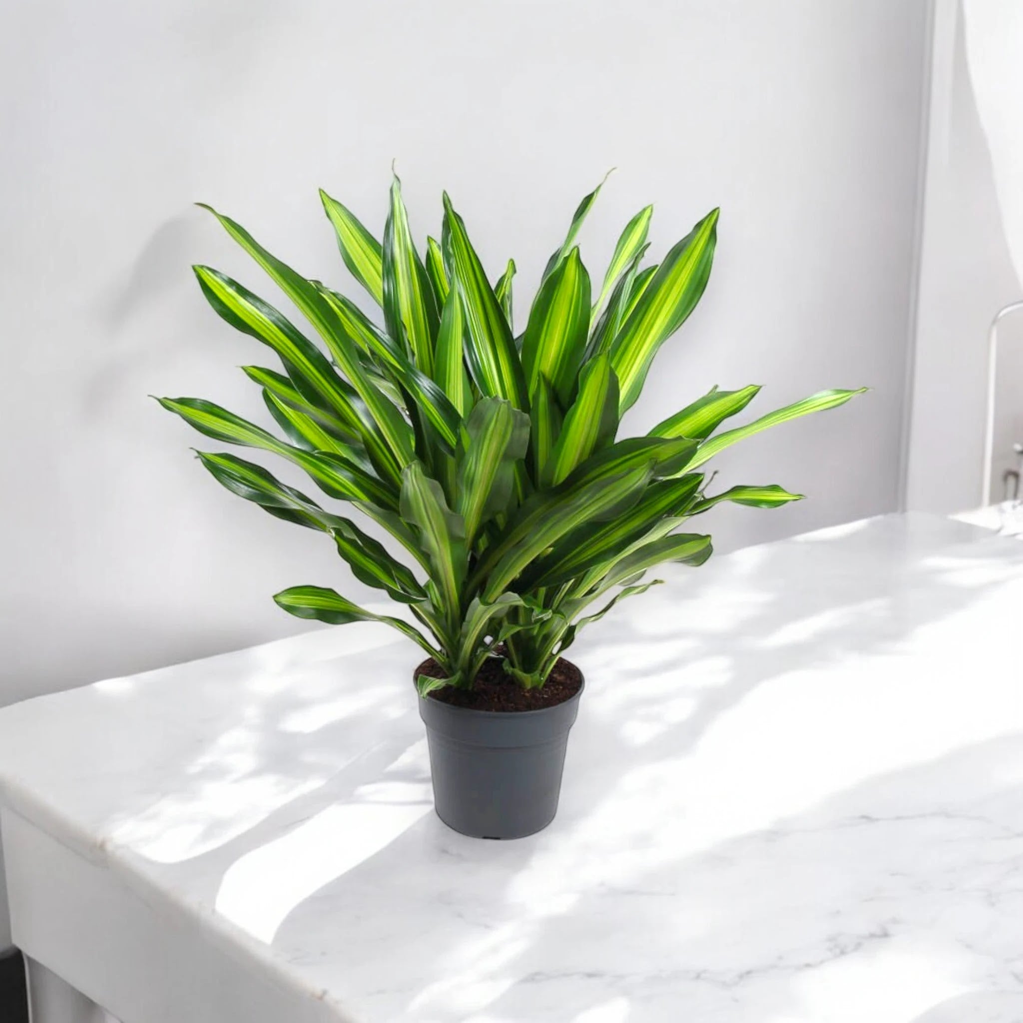Dracaena fragrans 'Burley'