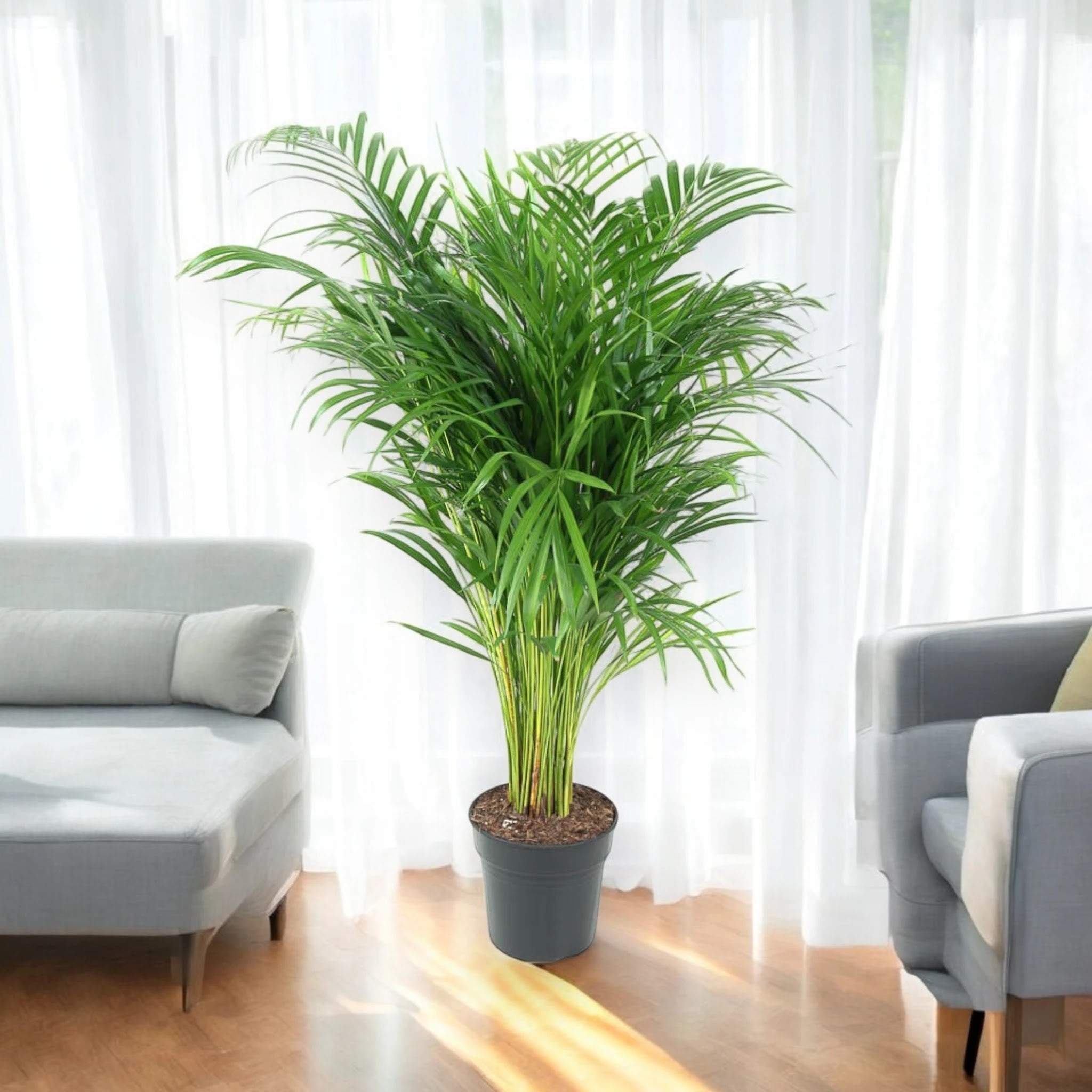 Areca - Dypsis lutescens