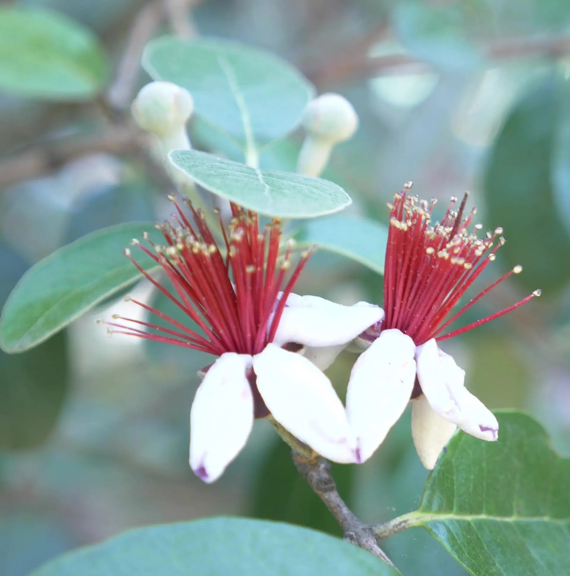 Feijoa sellowiana arbusto sempreverde con foglie grigio-verdi in giardino mediterraneo