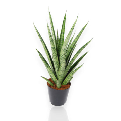 Sansevieria trifasciata Pineapple in vaso, pianta succulenta compatta con foglie variegate giallo-verdi