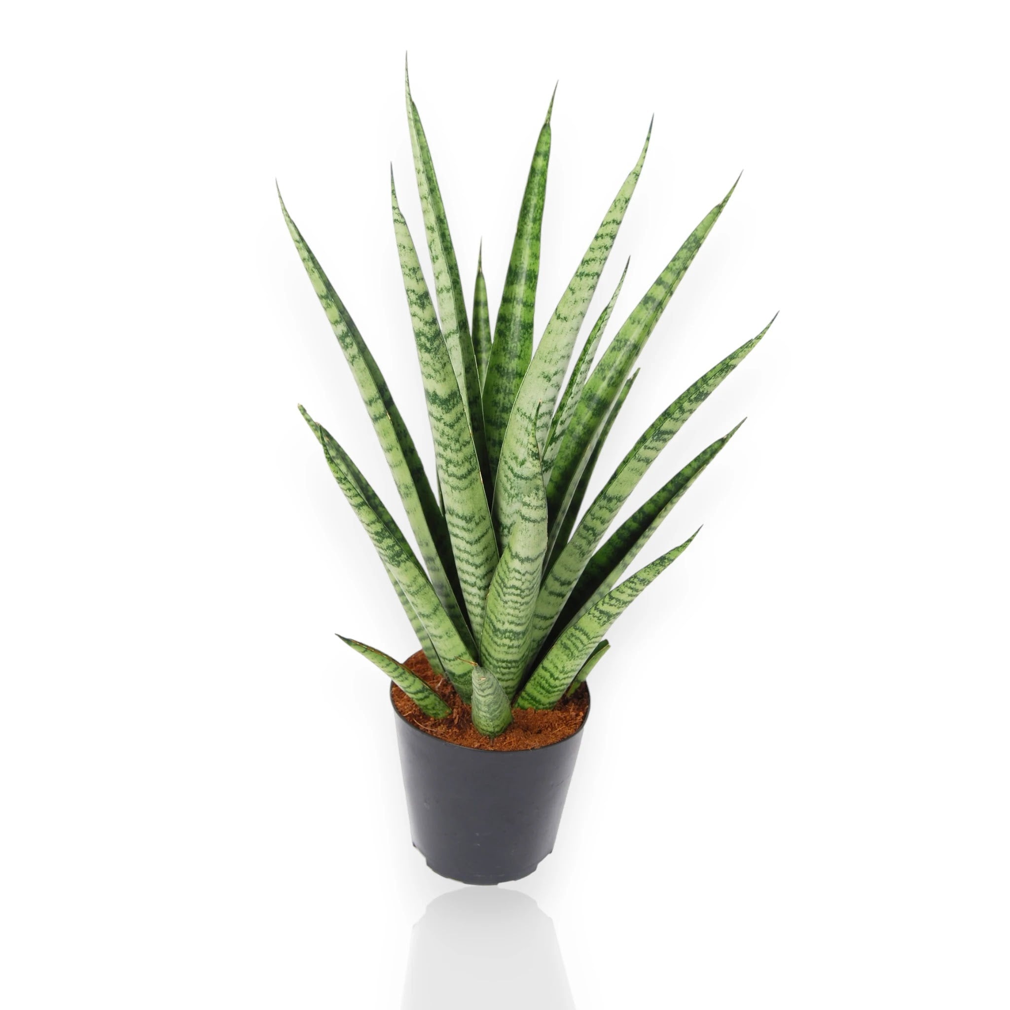 Sansevieria trifasciata Pineapple in vaso, pianta succulenta compatta con foglie variegate giallo-verdi