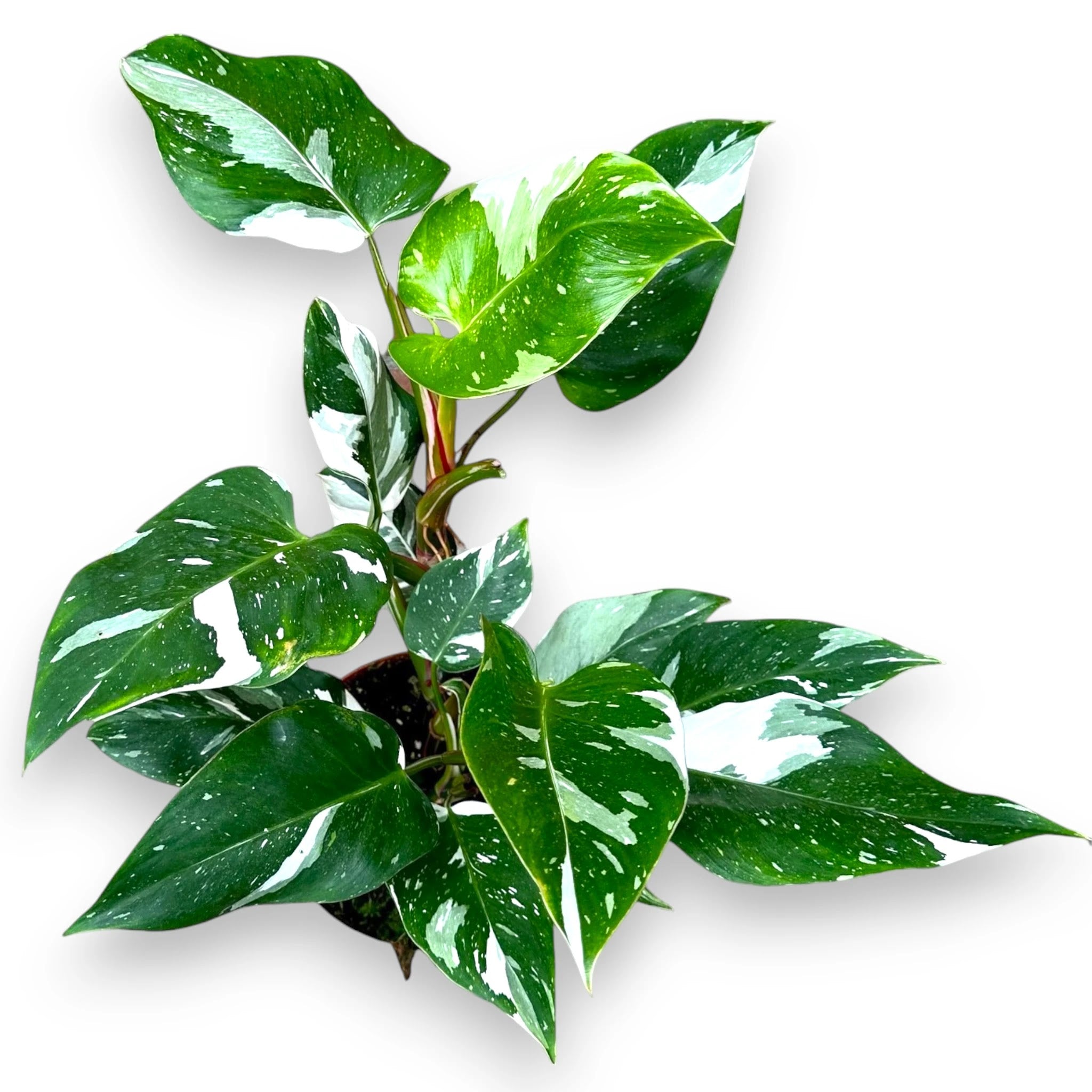 Philodendron white Princess