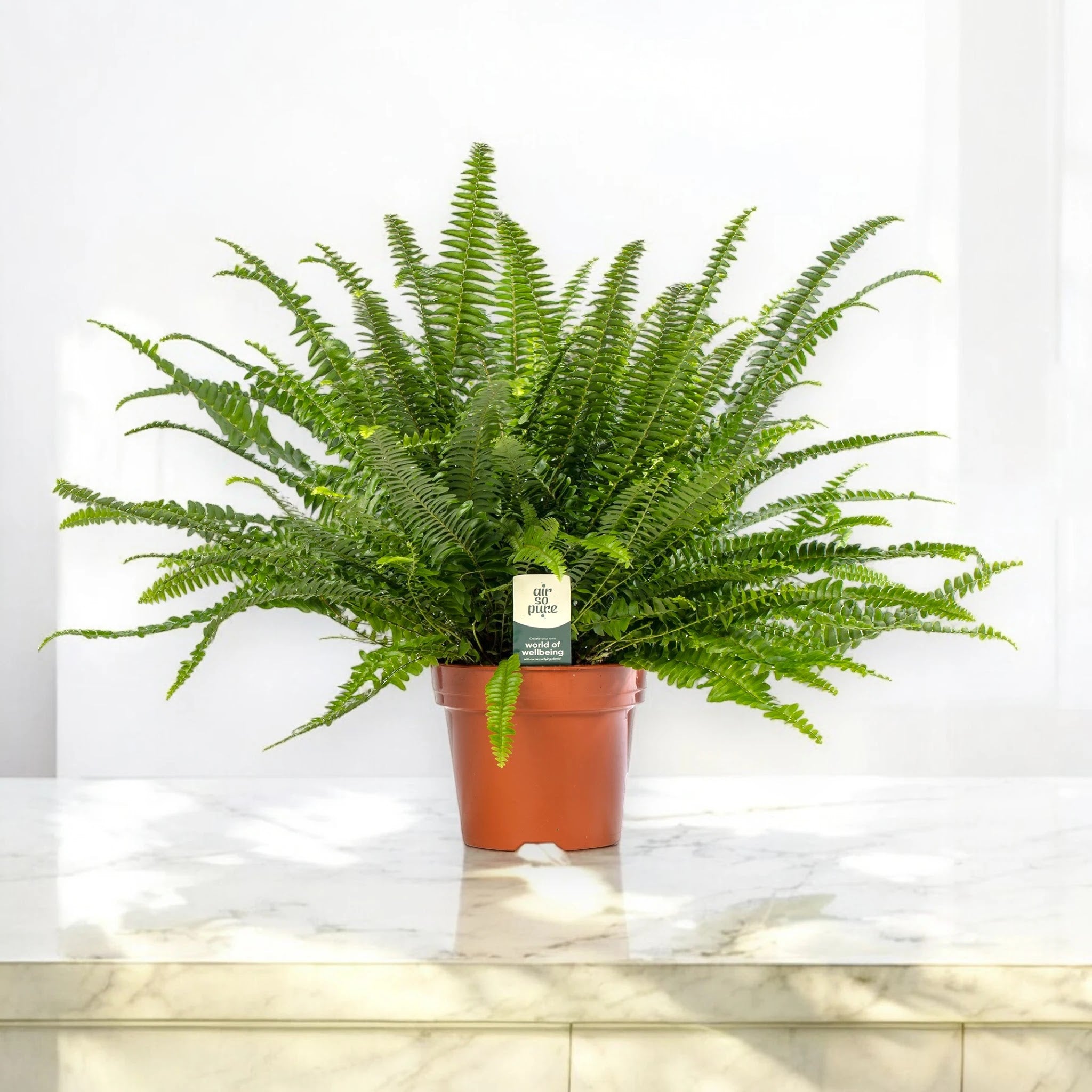 Nephrolepis exaltata 'Green lady'
