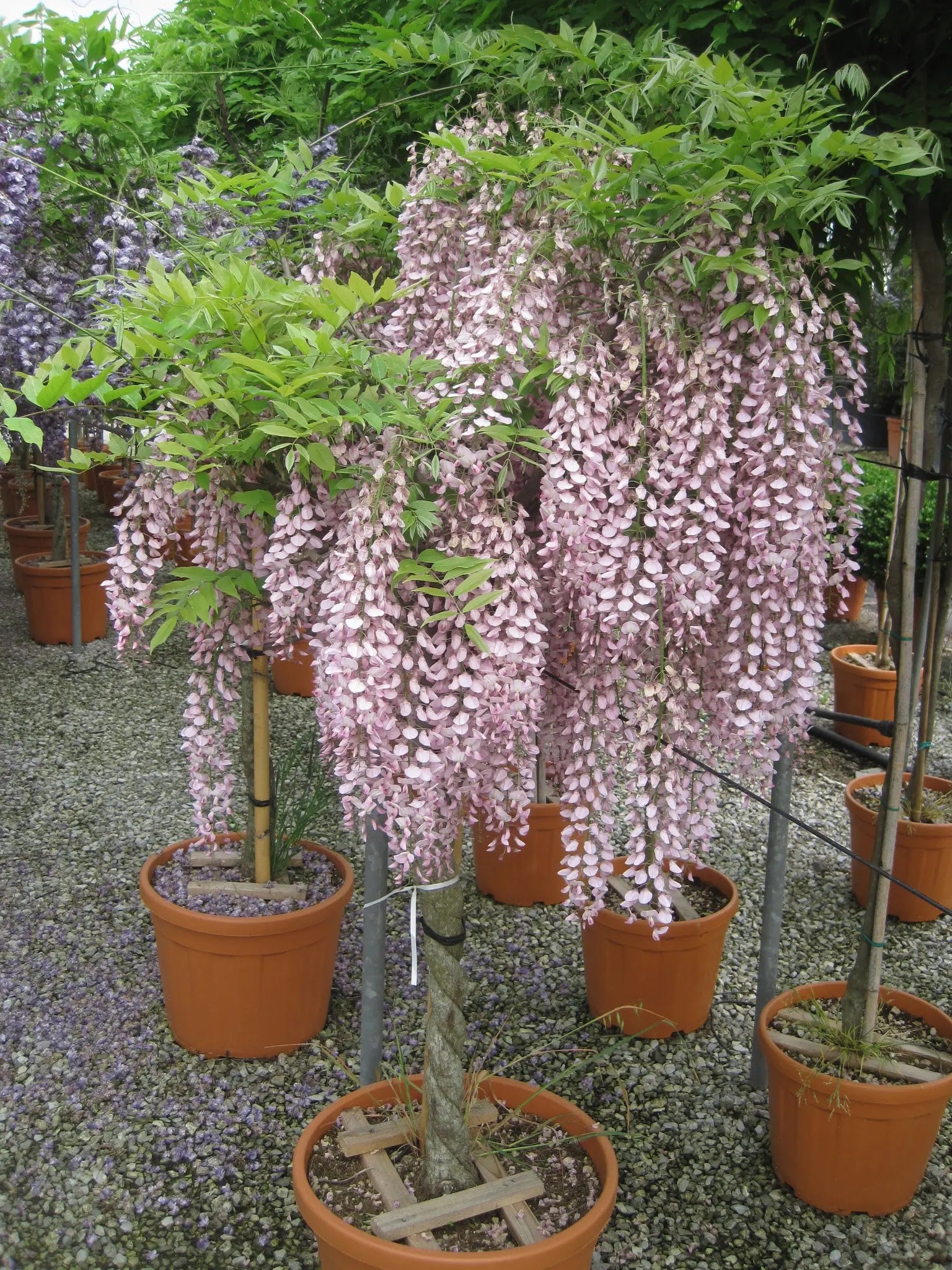 Dettaglio grappoli rosa profumati di Wisteria floribunda Rosea con foglie verdi composte