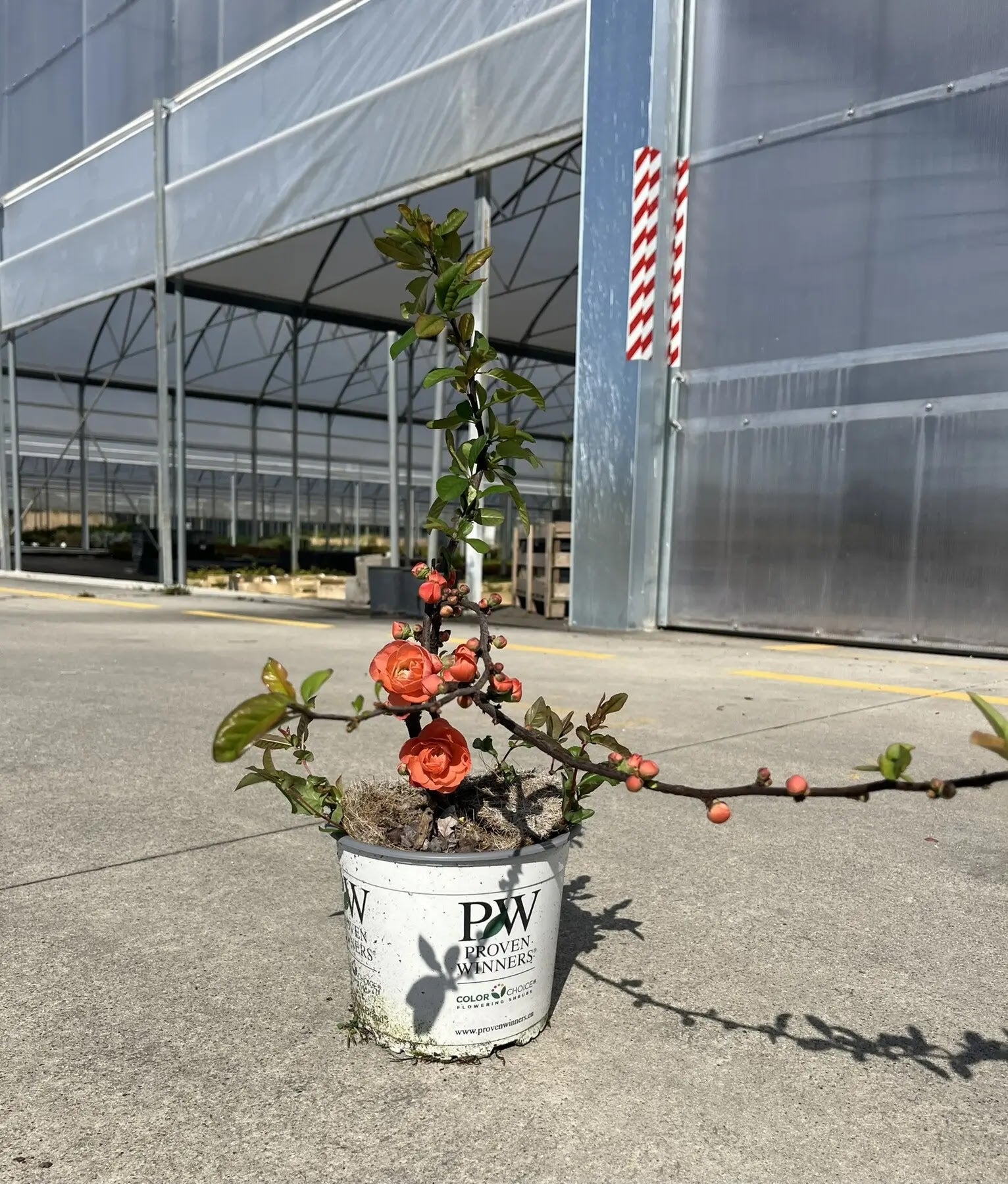 Fior di Pesco - Chaenomeles speciosa 'Mango Storm'