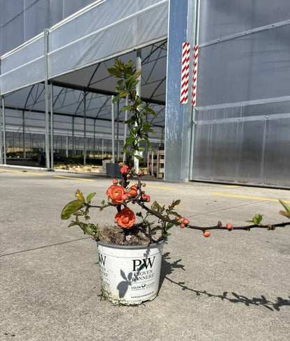 Fior di Pesco - Chaenomeles speciosa 'Mango Storm'