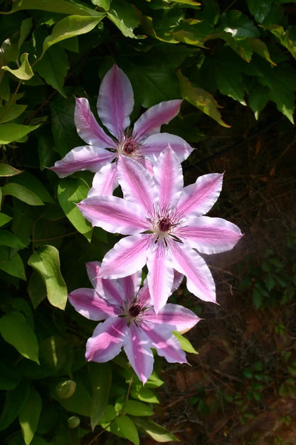 Clematis Nelly Moser rampicante con fiori rosa striati su pergola in giardino