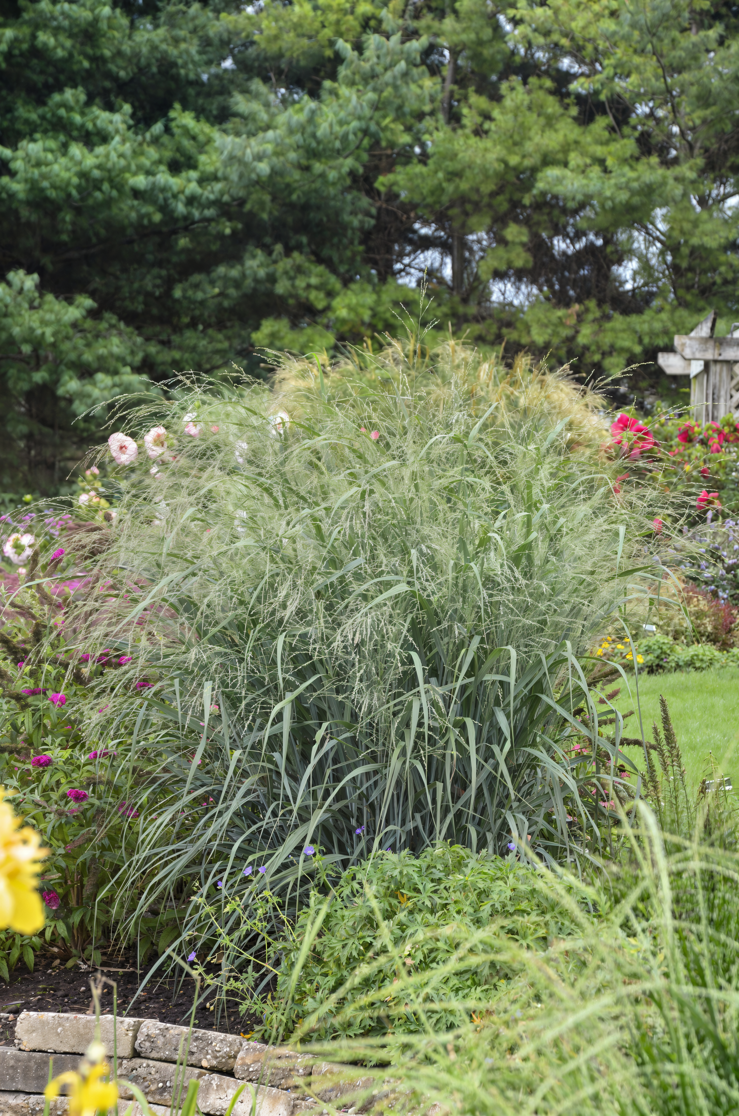 Dettaglio delle spighe color bronzo del Panicum virgatum Rehbraun con foglie rossastre