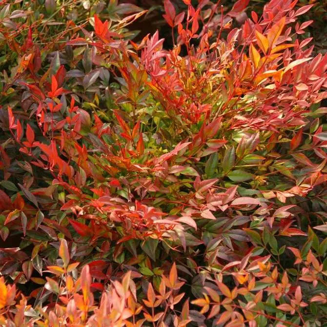 Nandina domestica Moon Bay arbusto sempreverde con fogliame rosso-porpora e portamento eretto in giardino