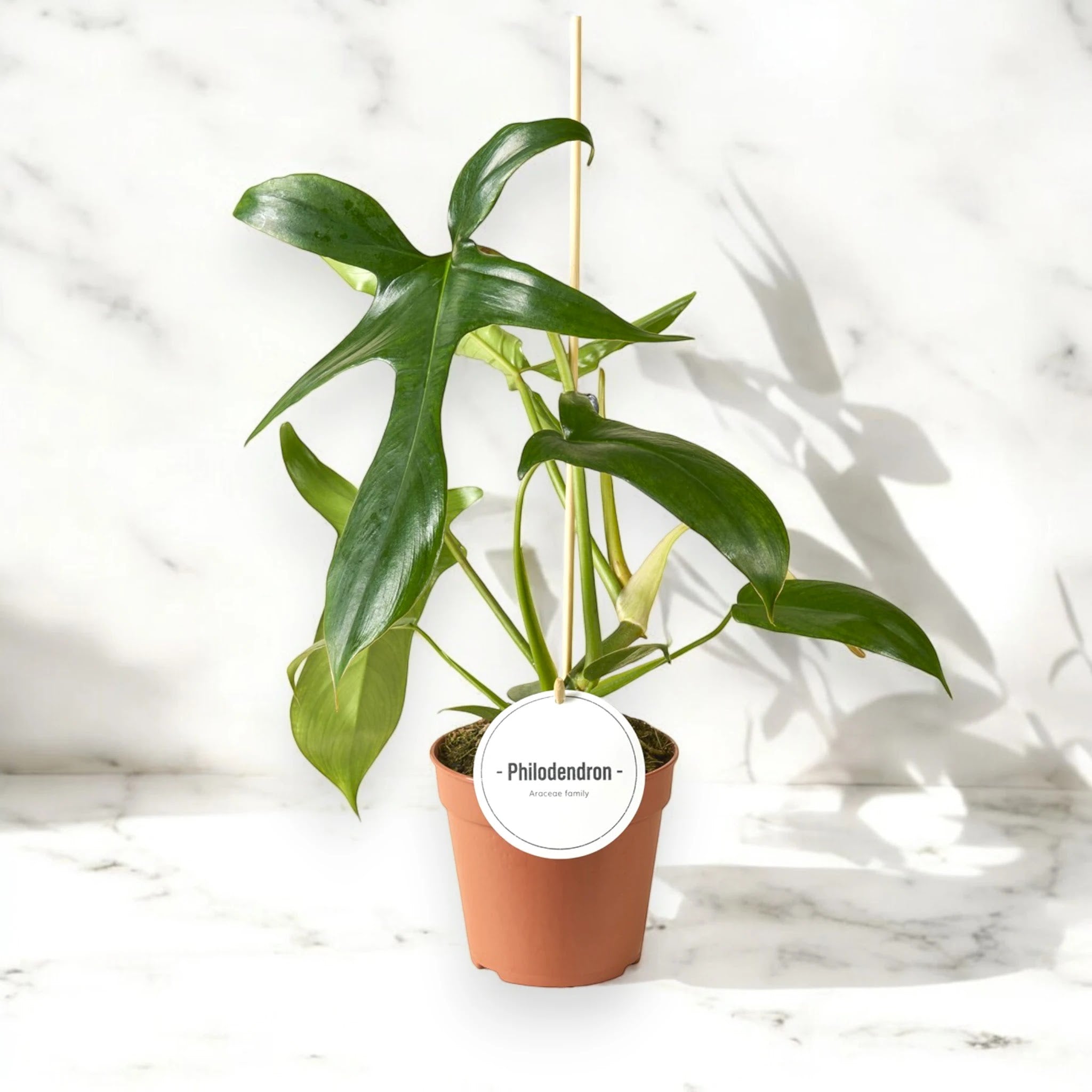 Philodendron 'Gladhands'