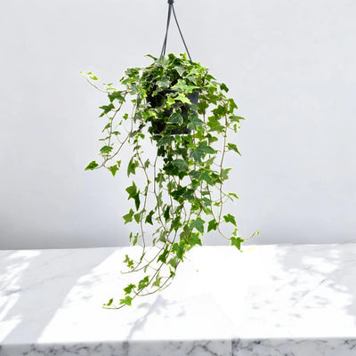 Edera - Hedera helix 'Goldchild'