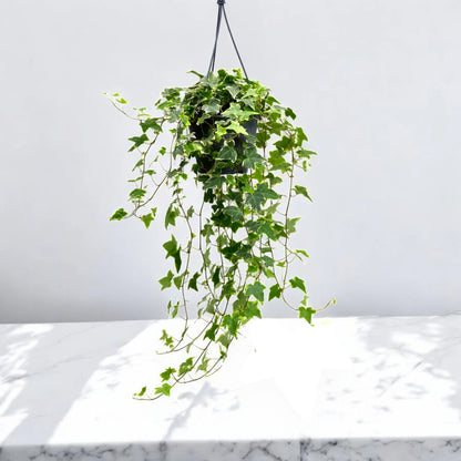 Edera - Hedera helix 'Goldchild'