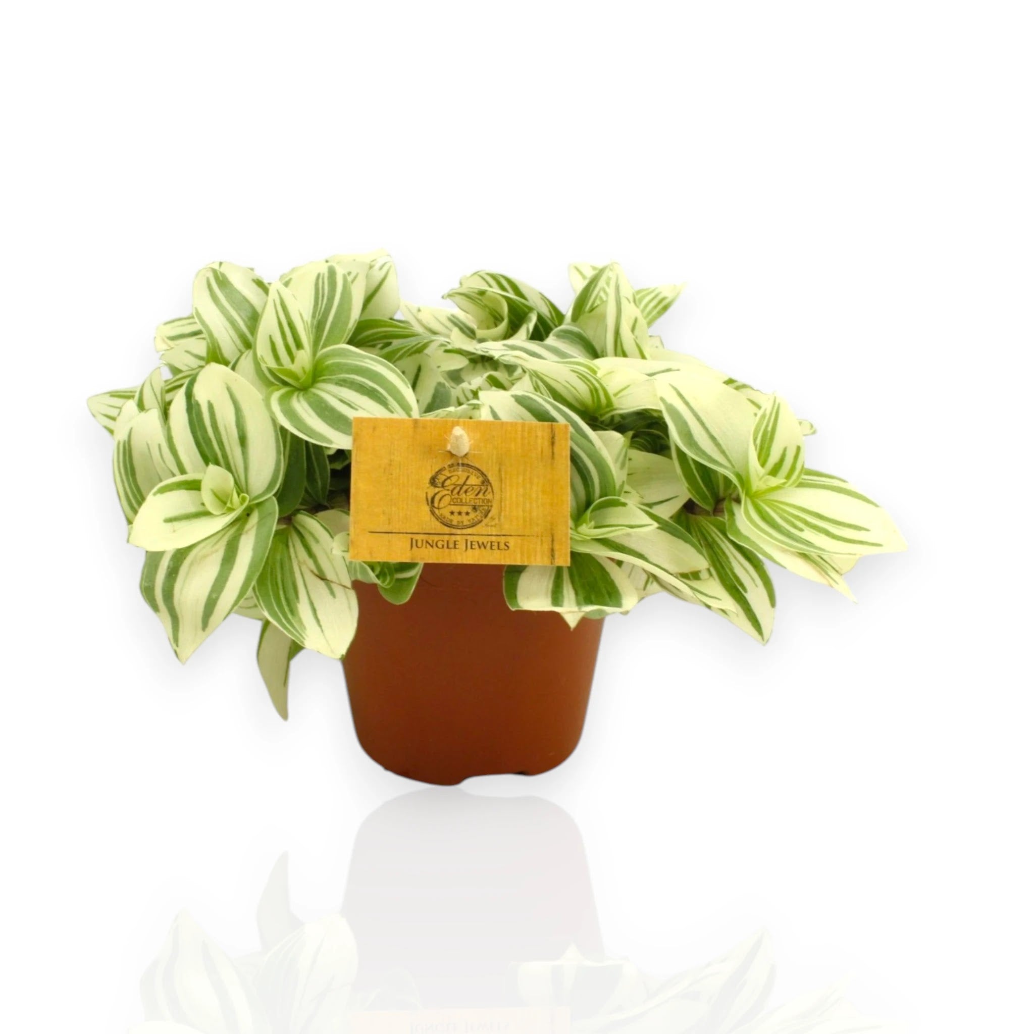 Dettaglio foglie variegata Tradescantia Brightness con striature verde e crema