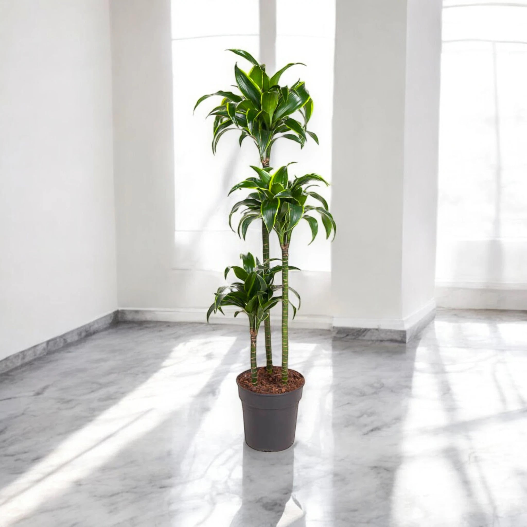 Dracaena fragrans 'Dorado'
