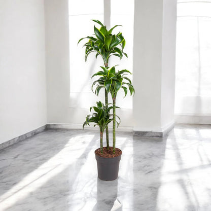 Dracaena fragrans 'Dorado'