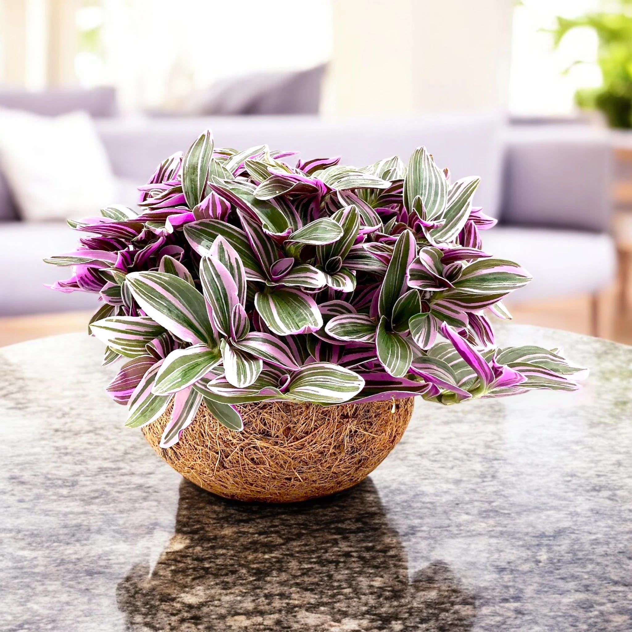 Tradescantia cerinthoides Sweetness