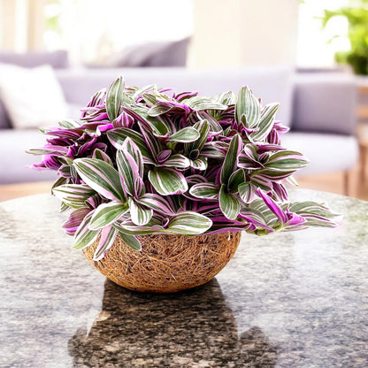 Tradescantia cerinthoides Sweetness