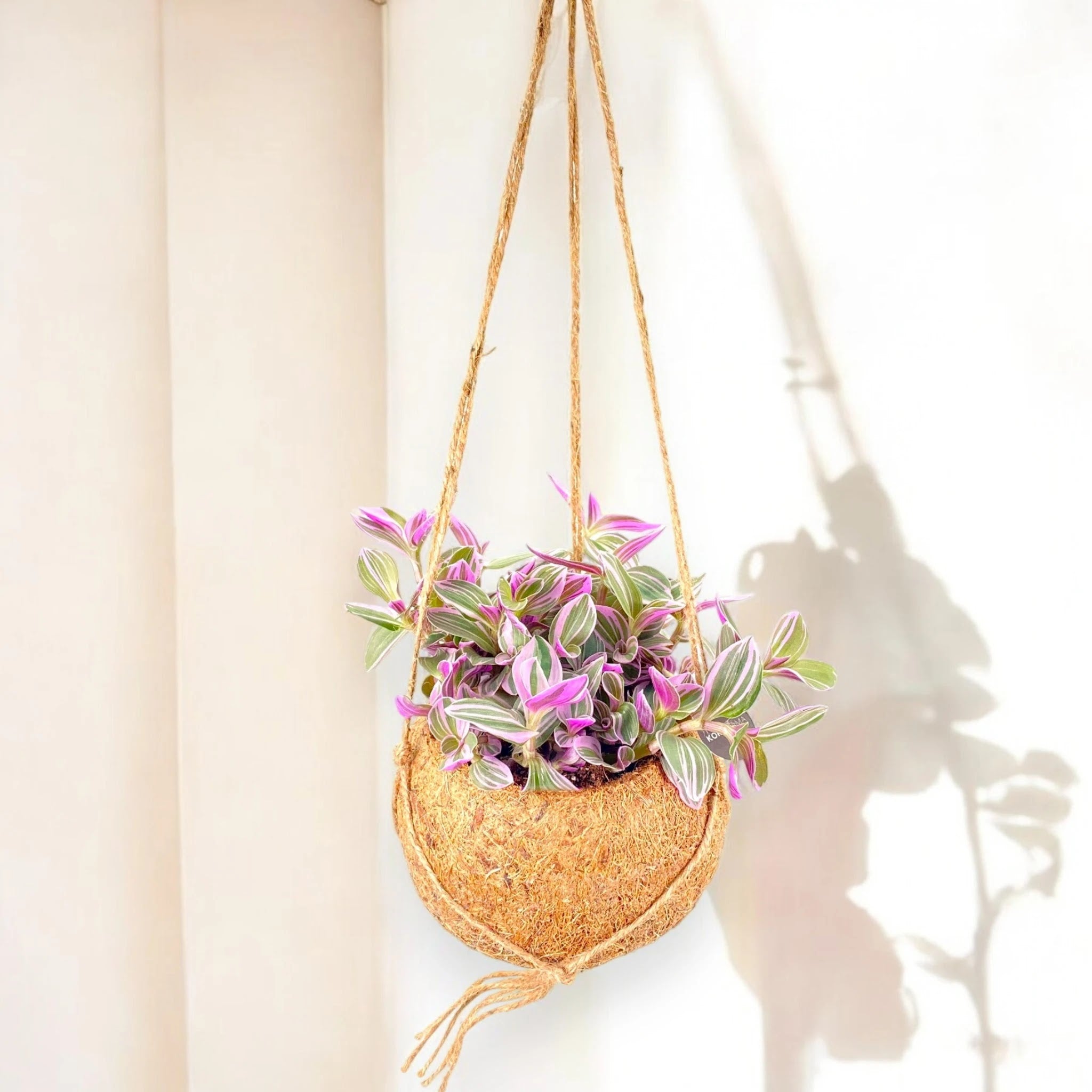 Tradescantia cerinthoides Sweetness
