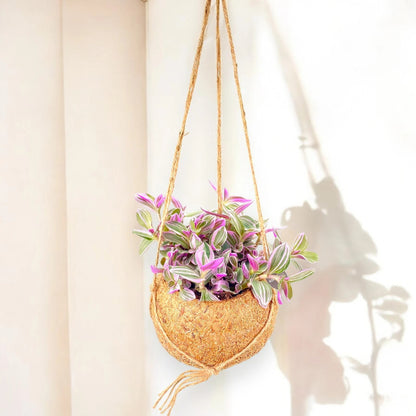 Tradescantia cerinthoides Sweetness