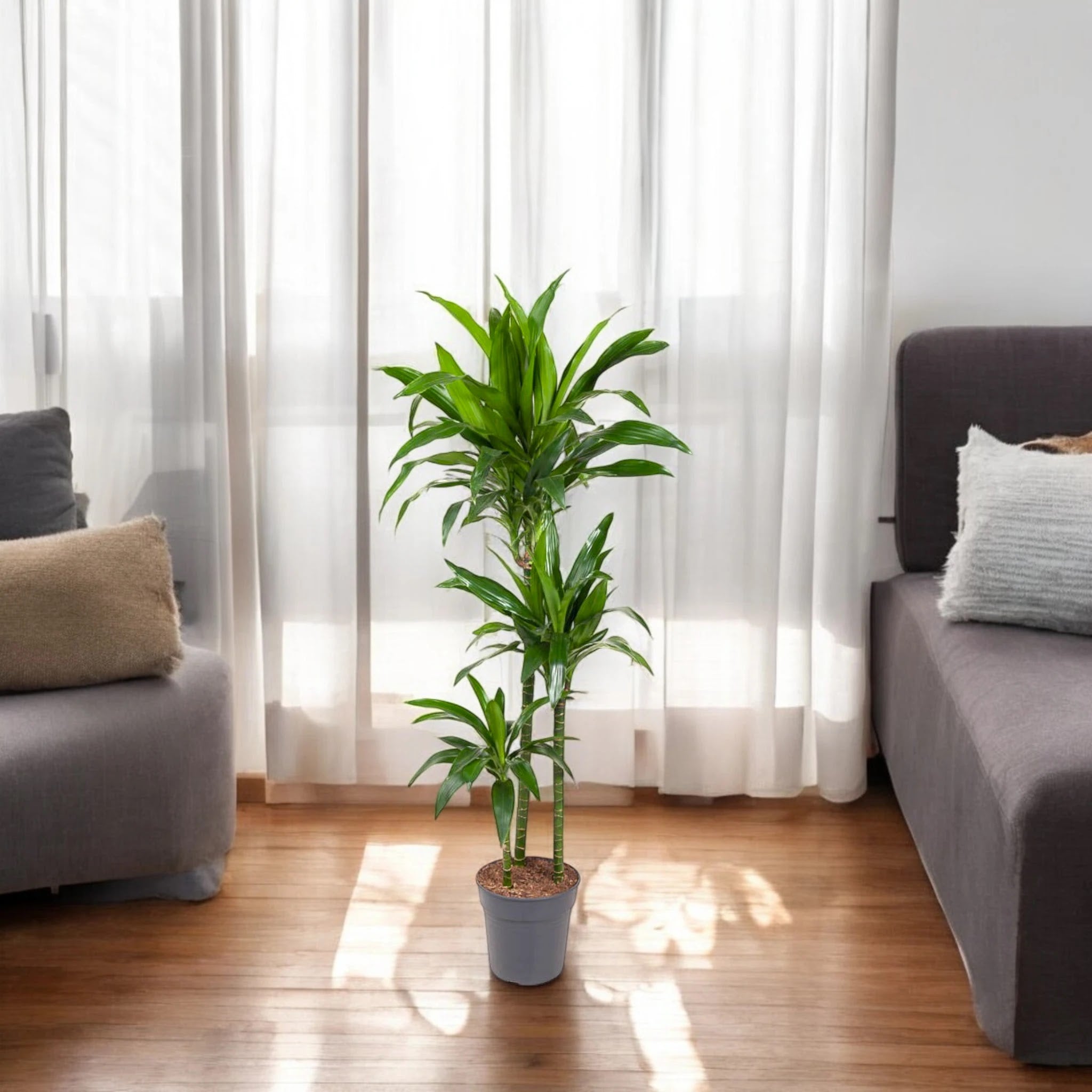 Dracaena fragrans 'Janet craig'