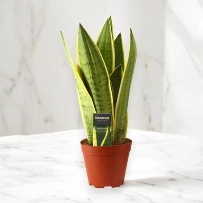 Sansevieria trifasciata 'White Snow'