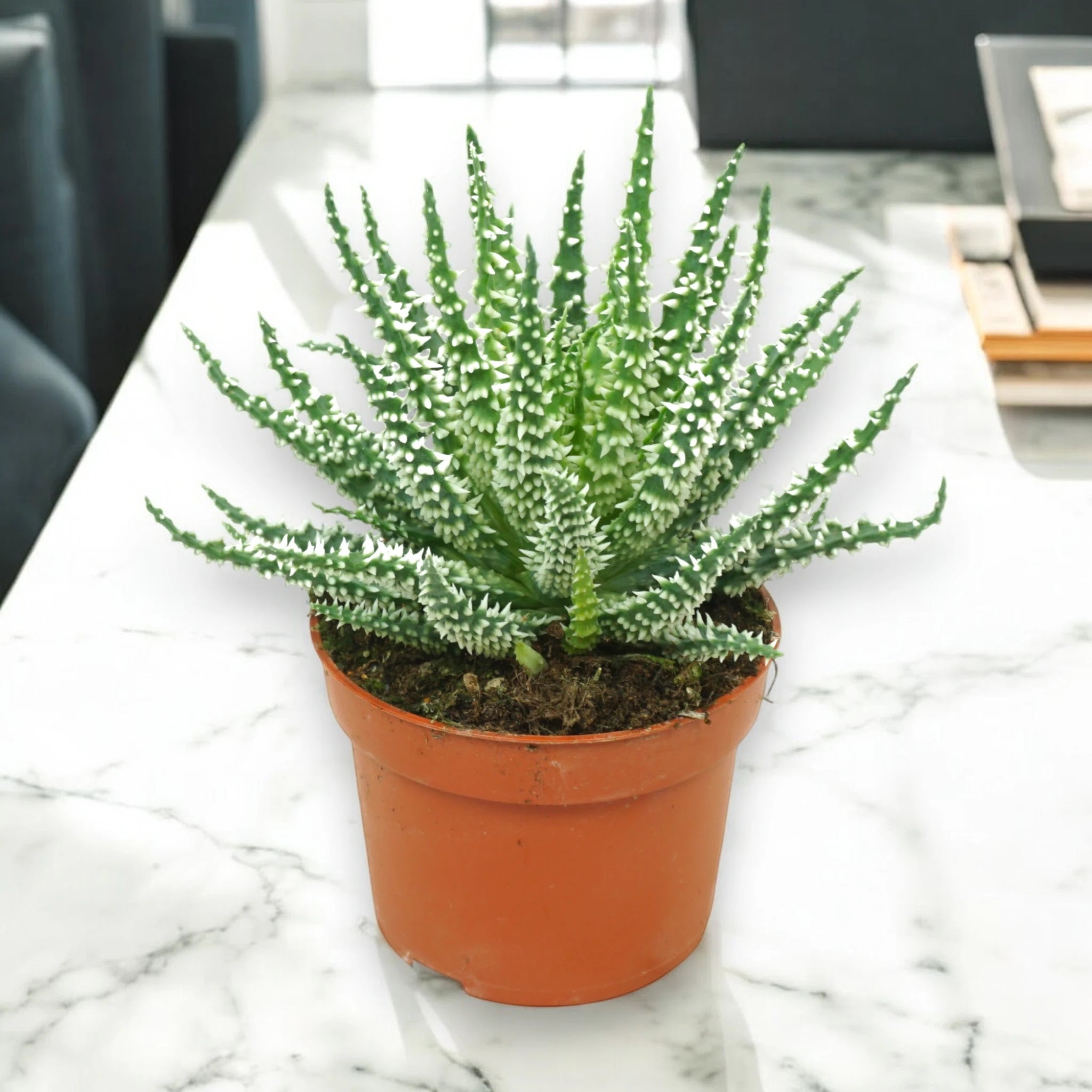 Aloe humilis