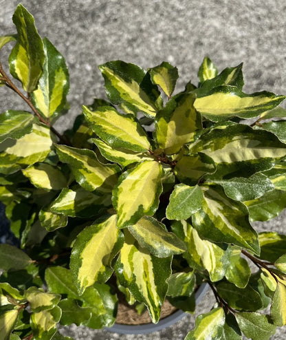 Elaeagnus × ebbingei 'Compacta'