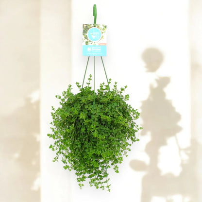 Peperomia 'Isabelle'