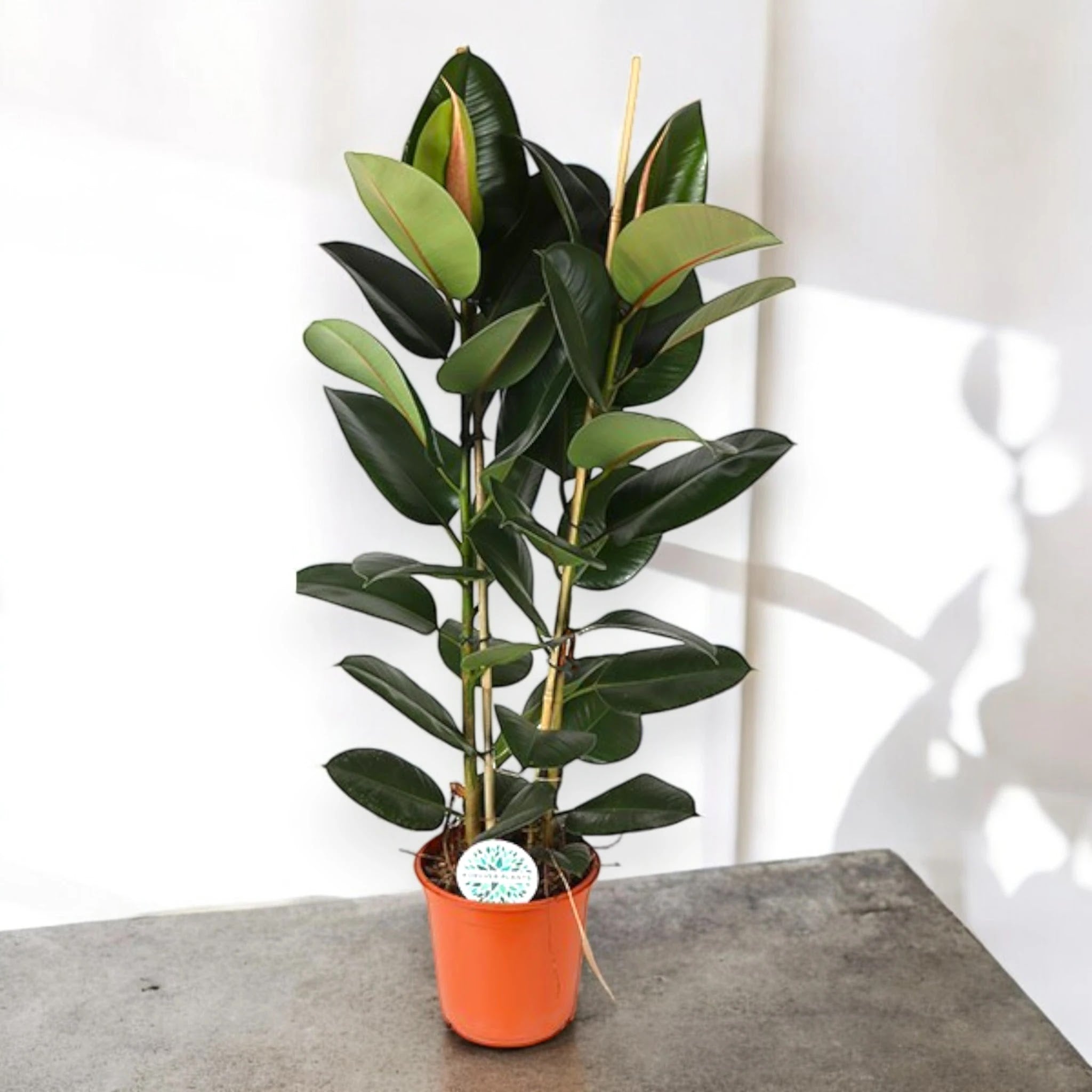 Ficus elastica 'Robusta'