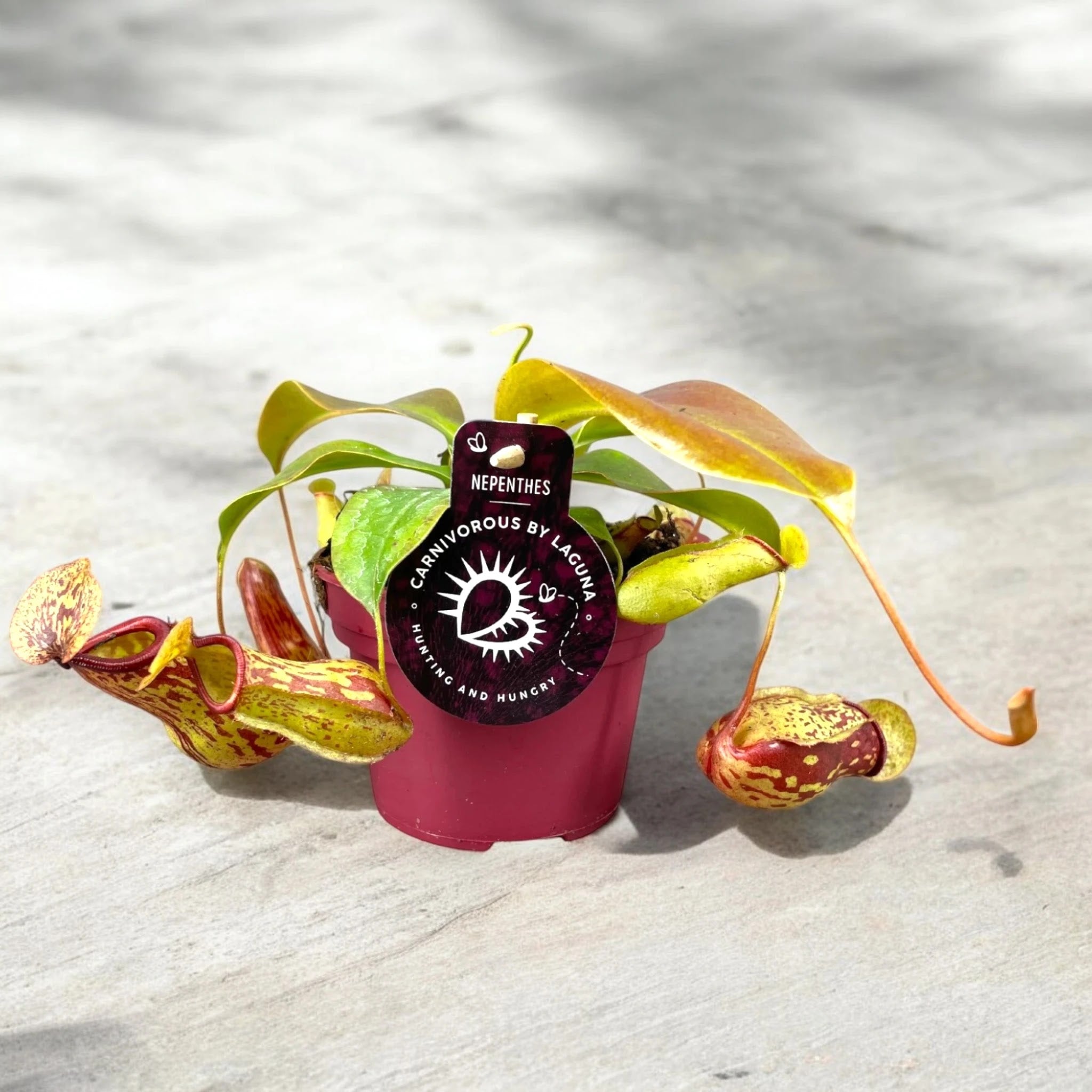 Nepenthes 'Gaya'