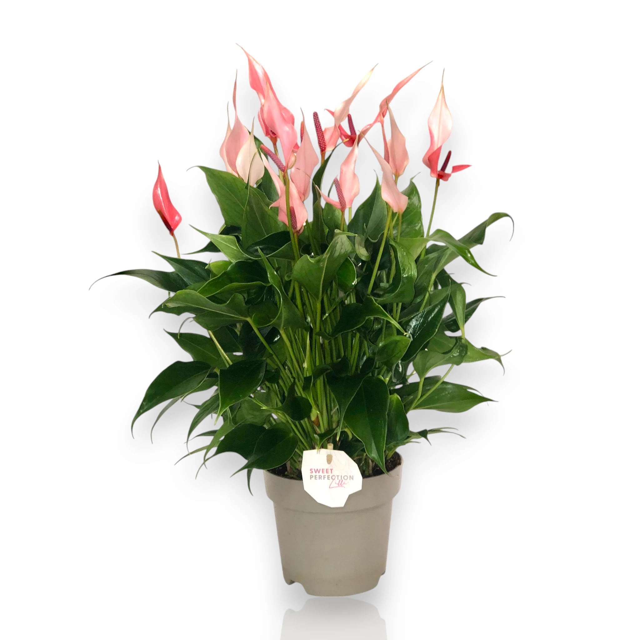 Anthurium 'Lilli'