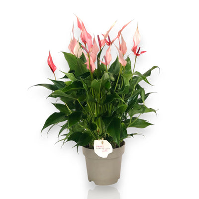 Anthurium 'Lilli'