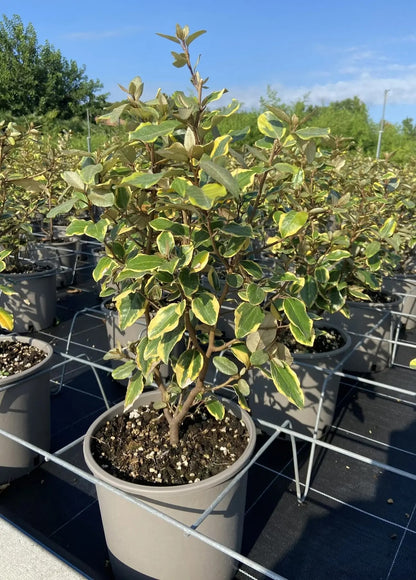 Elaeagnus × ebbingei