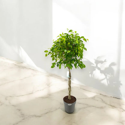 Ficus benjamina 'Exotica'