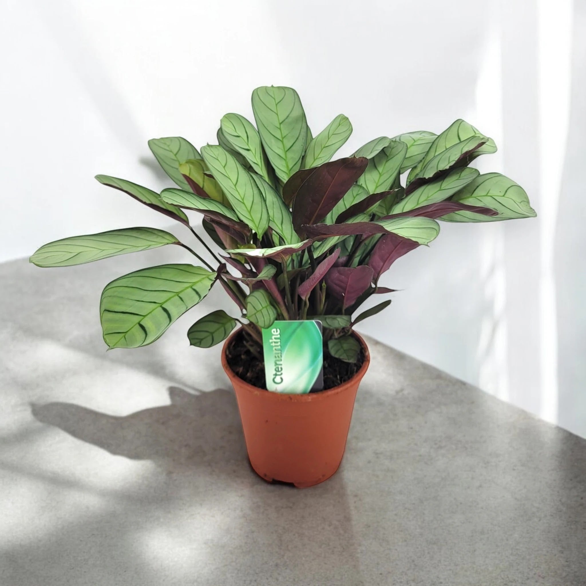 Ctenanthe burle-marxii